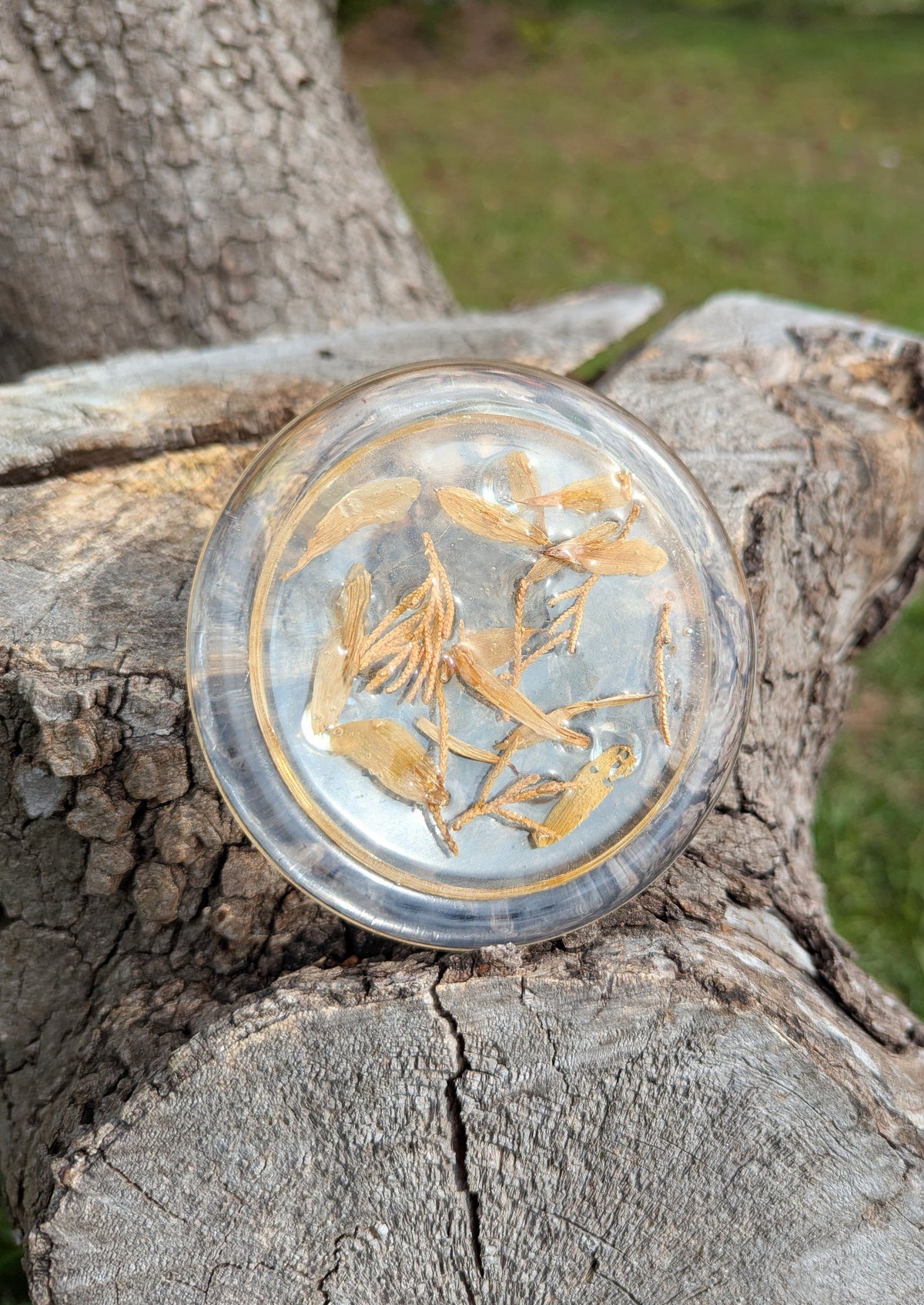 Daisy Juniper Coaster