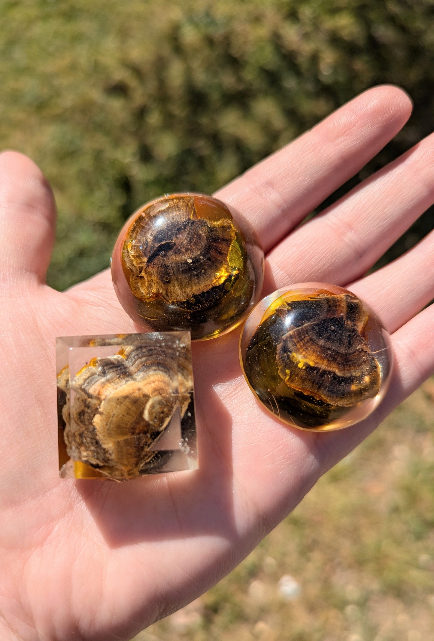 Resin Mushroom Magnets 3pk