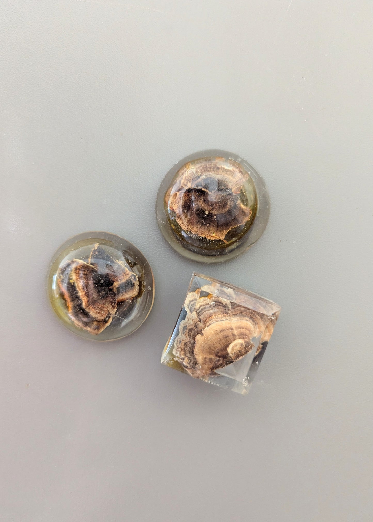 Resin Mushroom Magnets 3pk