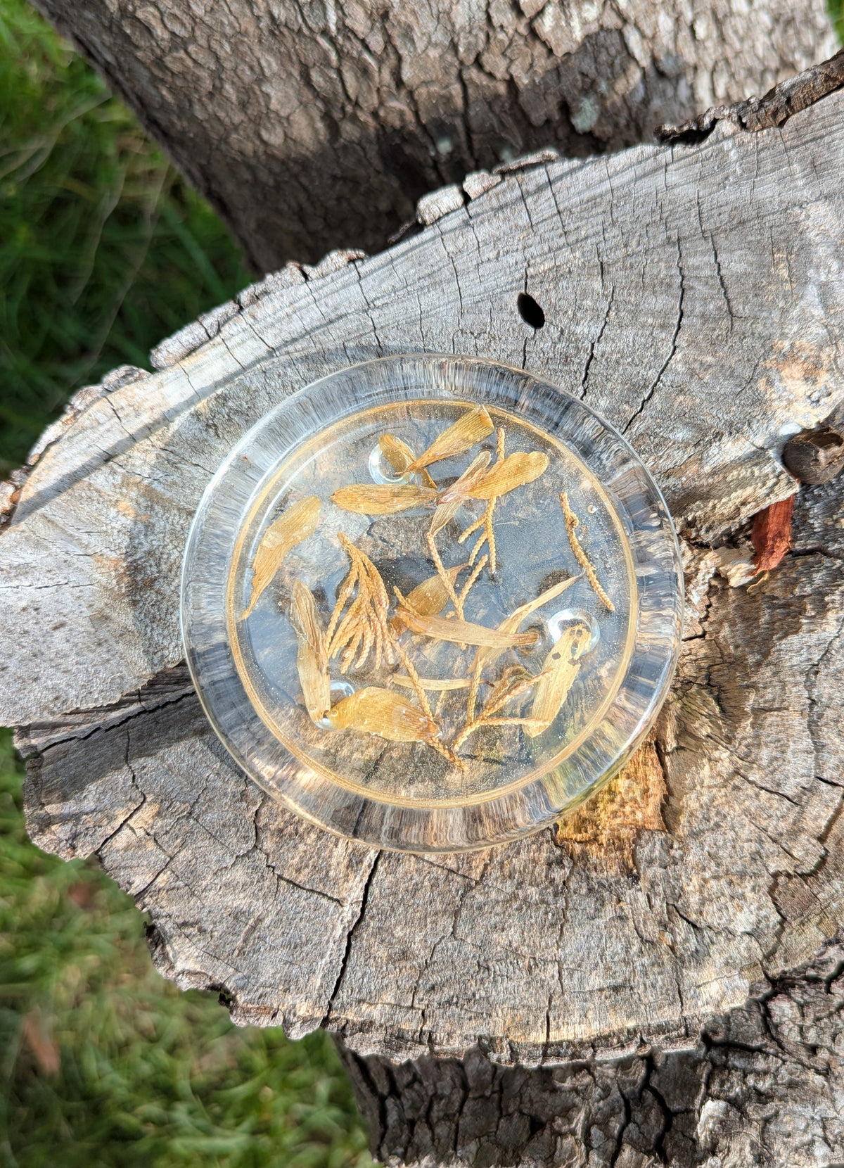 Daisy Juniper Coaster